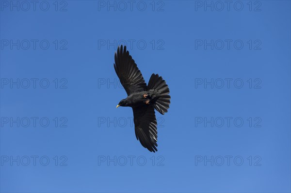 Alpine chough