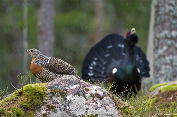 Western western capercaillie