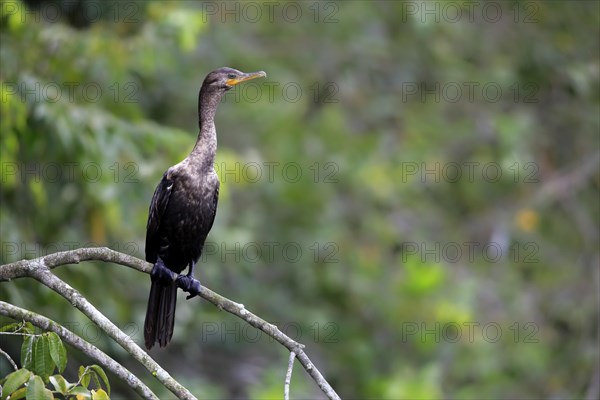 Neotropic cormorant