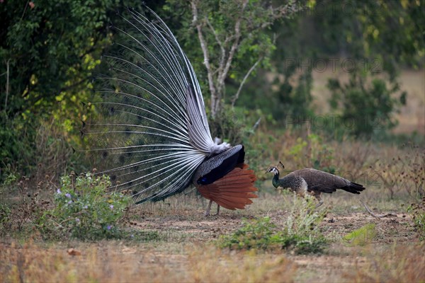 Indian peafowl