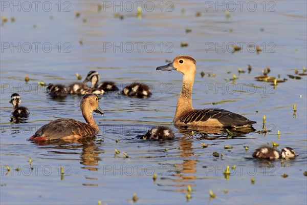 Lesser whistling duck