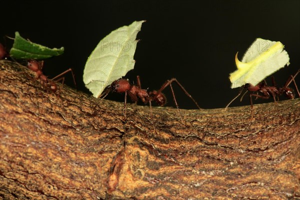 Leafcutter ant