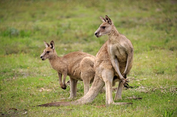 Eastern grey kangaroo