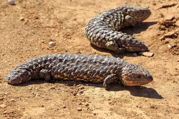 Tiliqua rugosa