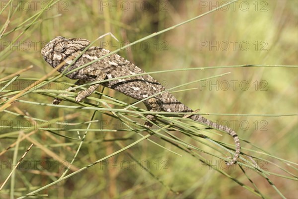 European Chameleon