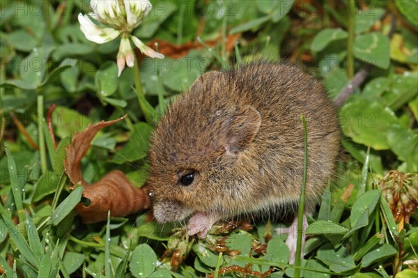 Wood mouse