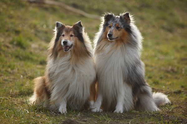 Scottish Sheepdogs