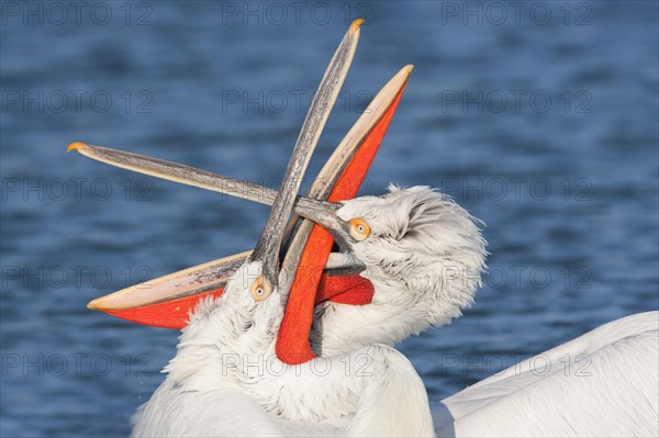 Dalmatian pelican