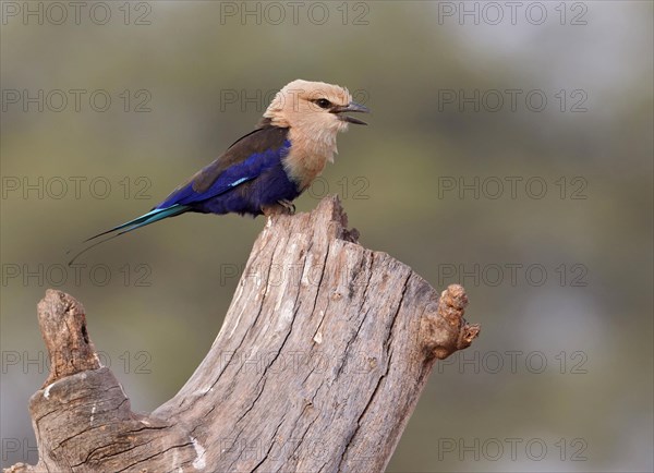 Blue-bellied roller