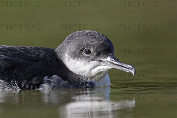 Black-billed Shearwater