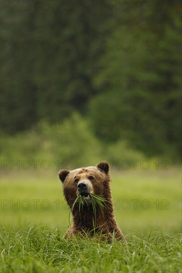 Grizzly Bear