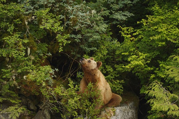 Adult grizzly bear