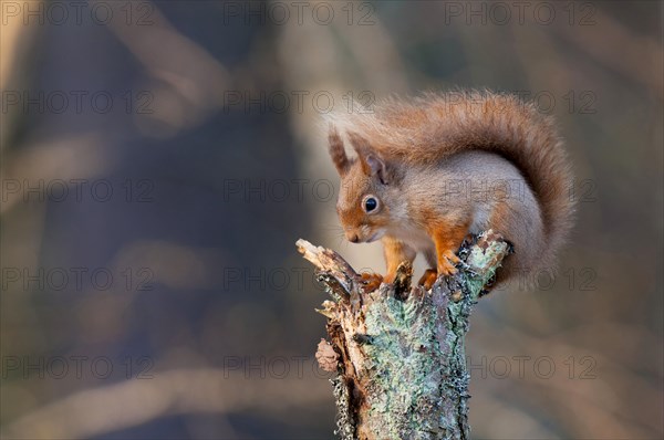 Eurasian red squirrel