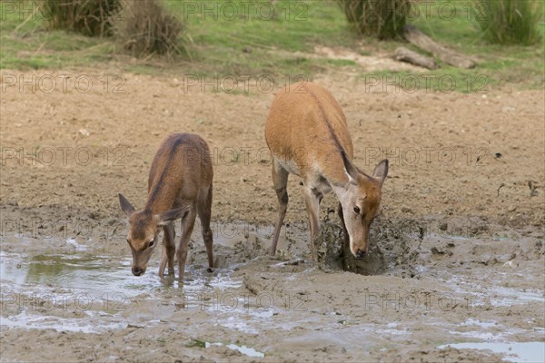 Red deer