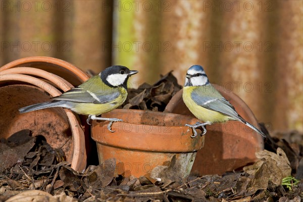 Great Tit