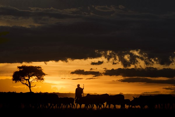 Domestic cattle