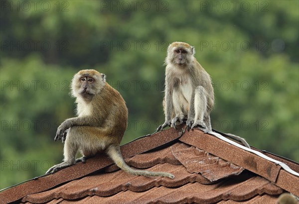 Crab-eating macaques