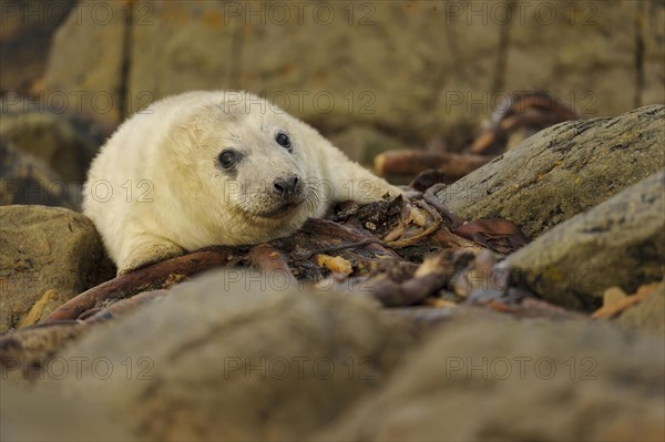 Grey Seal