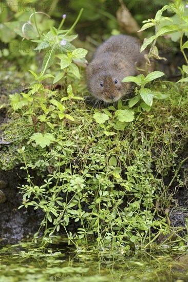 Eastern vole