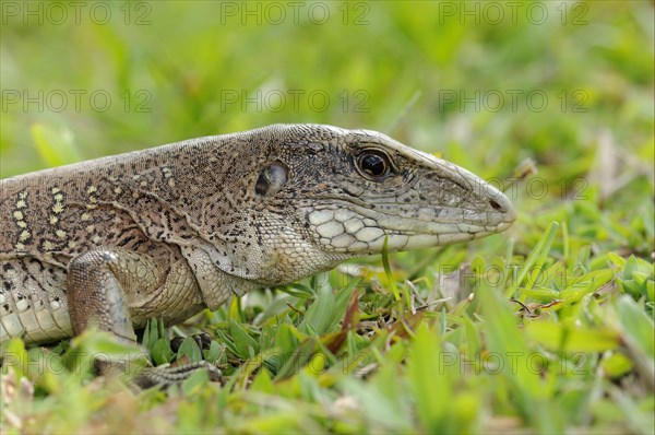 Giant ameiva