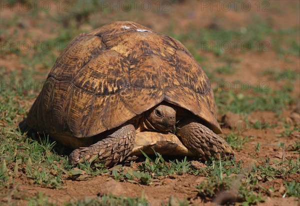 Leopard tortoise