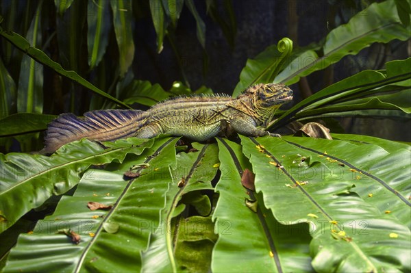 Amboina sail-finned lizards