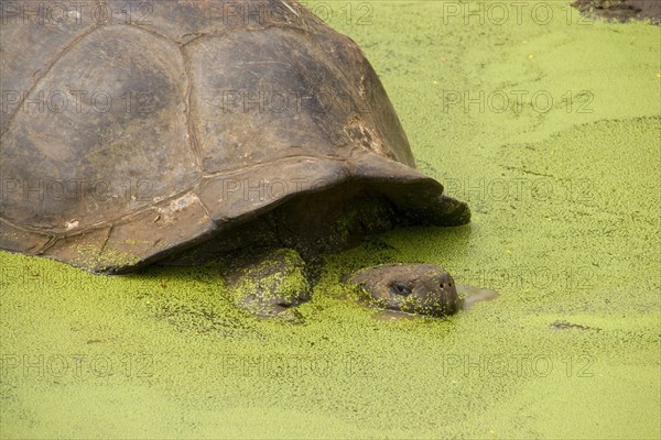 Testudo elephantopus porteri porteri porteri