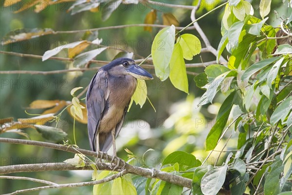 Boat-billed heron