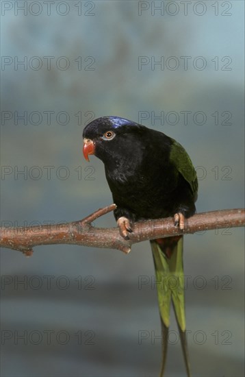 Papua or papuan lorikeet