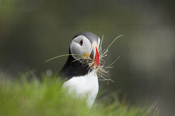 Atlantic Puffin