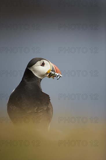 Atlantic Puffin