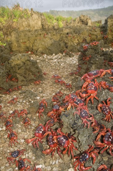 Christmas island red crab