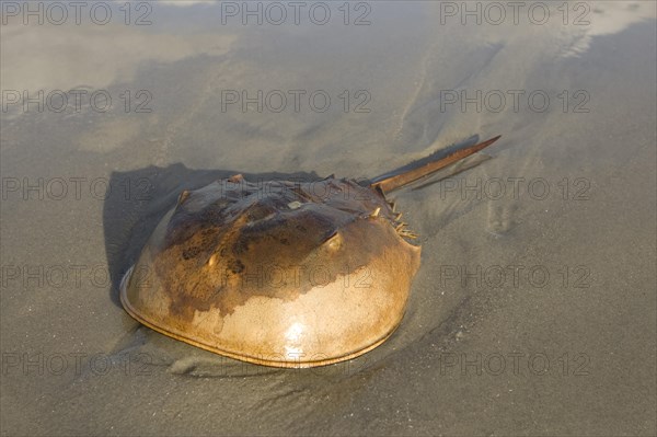 Horseshoe Crab