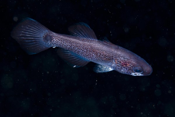 Cardinalfish