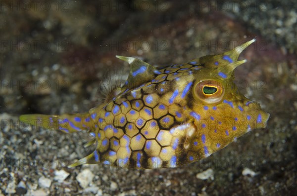 Spiny cowfish