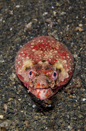 Adult reptile snake eel