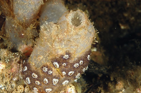 Sea squirt