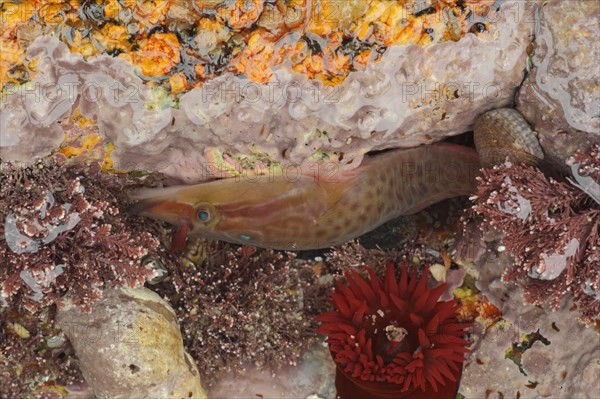 Shore Clingfish