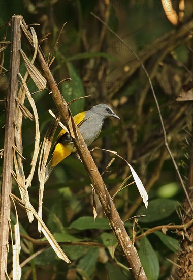 Grey-bellied Bulbul