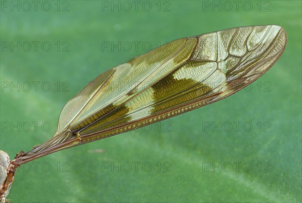 Giant Cranefly