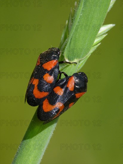 Black-and-red Froghopper