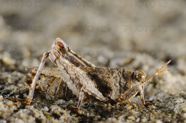 Turk's Groundhopper