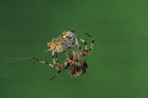 Adult european garden spider