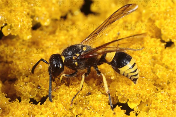 Mason wasp