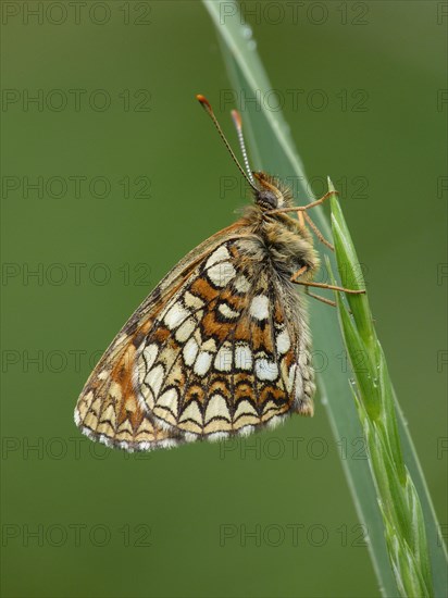 False heath fritillary