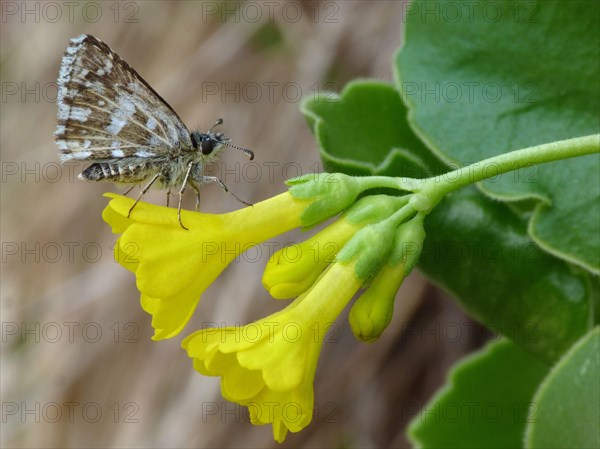 Grizzled grizzled skipper