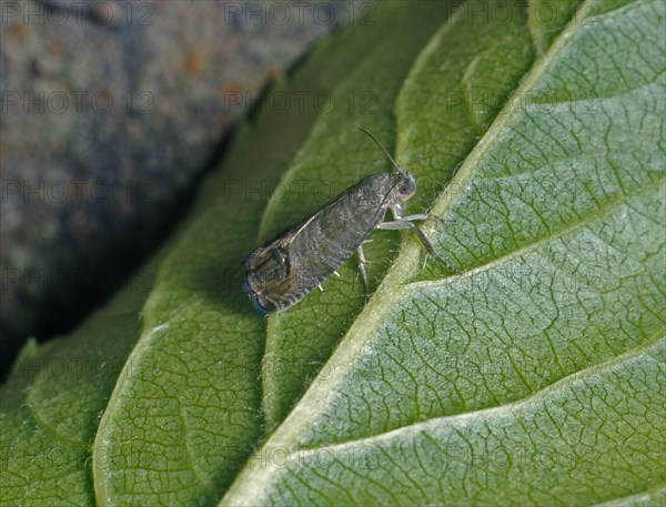 Carpocapsa pomonella