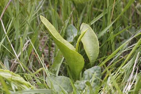 Adder's-tongue