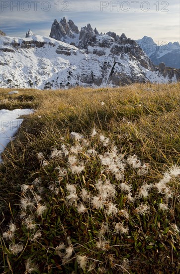 Mountain Avens