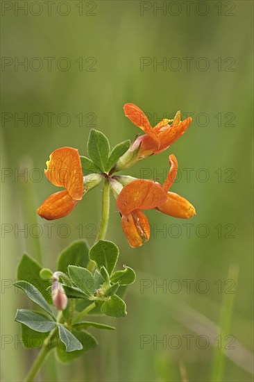 Bird's-foot Trefoil flowering